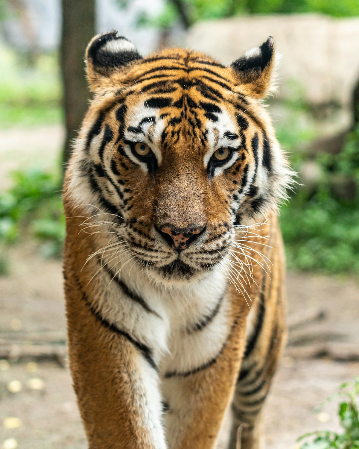 Lord of the Terai