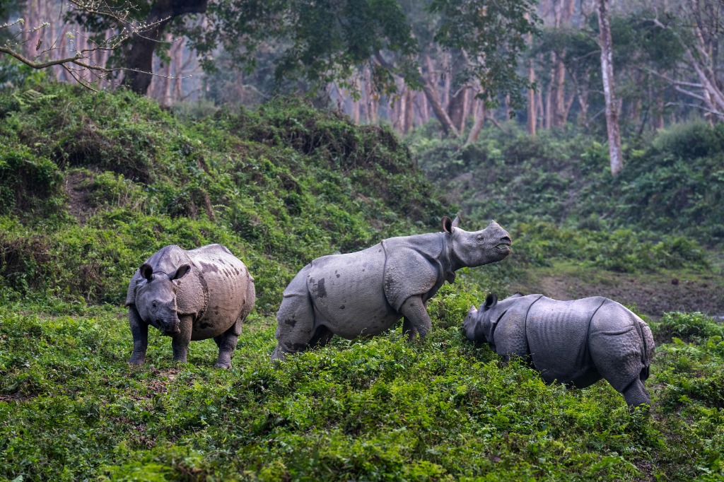 One-horned rhinos grazing peacefully in lush subtropical riverine grassland corridor of Chitwan