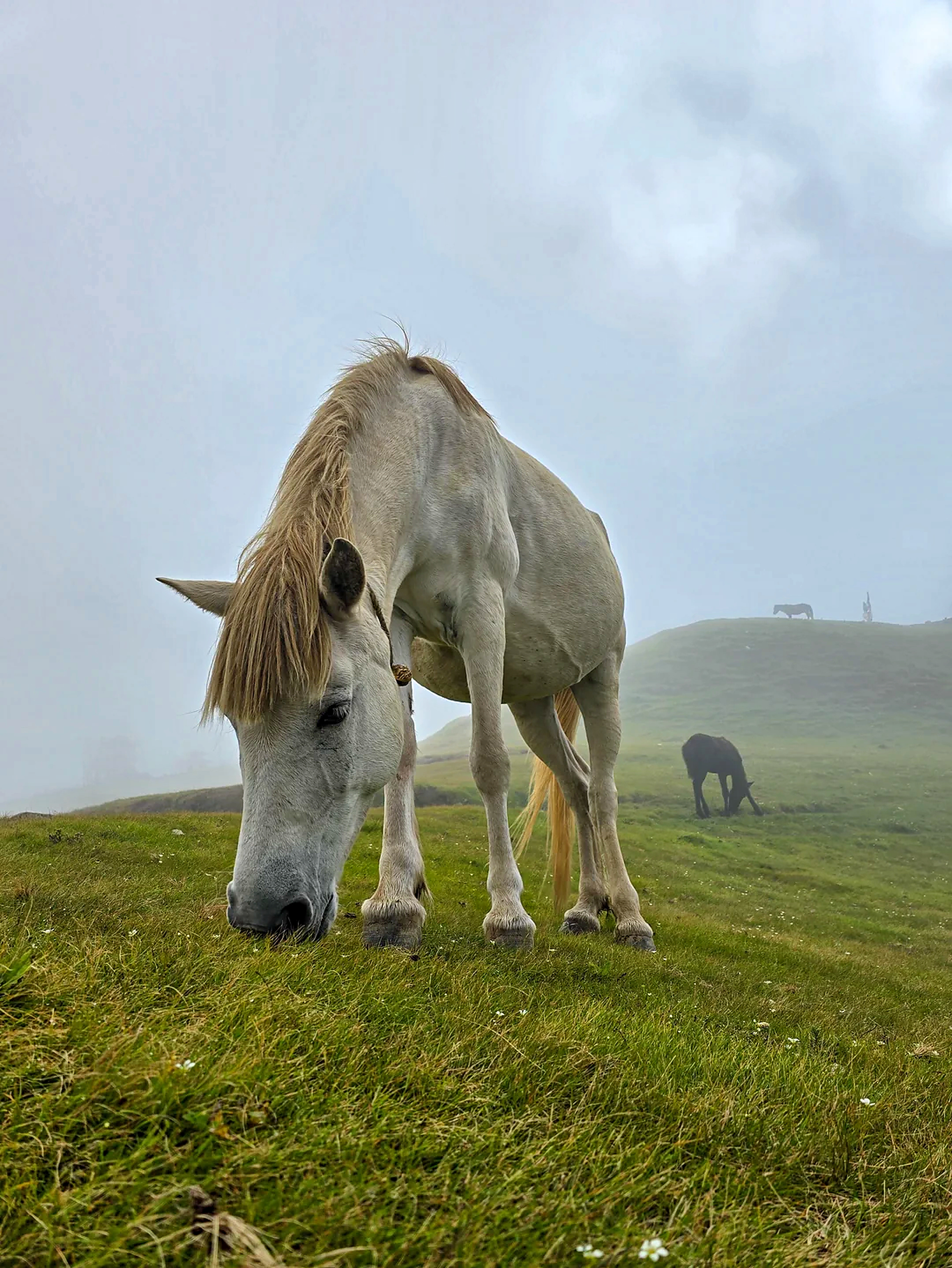 White Steed in the High Mist