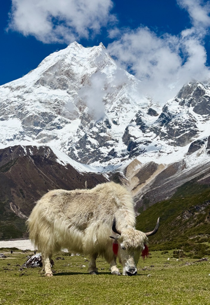 Guardian of the High Pastures